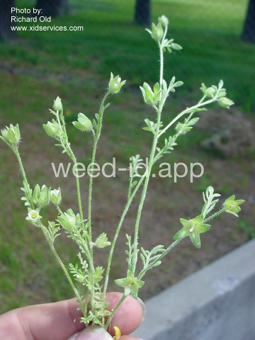 polemonium, annual